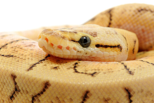 Ball python (Python regius) on a white background
