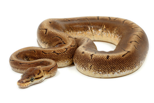 Ball python (Python regius) on a white background
