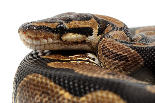 Ball python (Python regius) on a white background