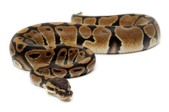 Ball python (Python regius) on a white background