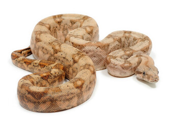 Boa constrictor imperator on a white background
