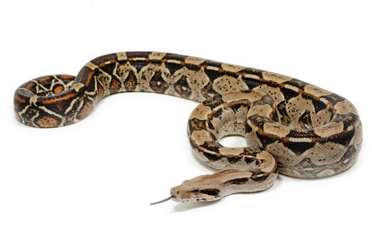 Boa constrictor imperator on a white background