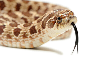 Western hognose snake (Heterodon nasicus) on a white background