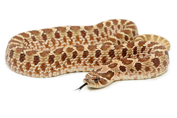 Western hognose snake (Heterodon nasicus) on a white background