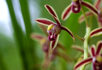 wild orchid blossom in the wild