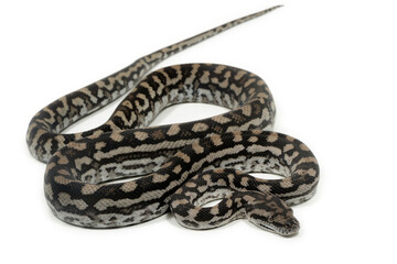 Inland carpet python (Morelia spilota metcalfei) on a white background - obrazy, fototapety, plakaty