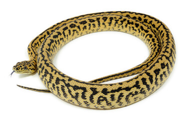 Carpet python (Morelia spilota) on a white background