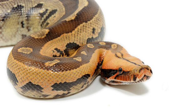 Borneo short-tailed python (Python breitensteini) on a white background