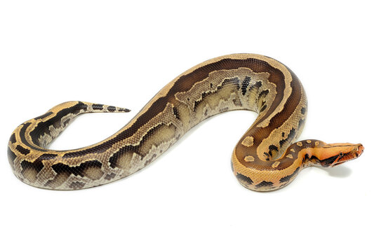 Borneo short-tailed python (Python breitensteini) on a white background
