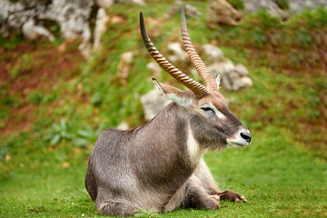 Large male water conch with large horns resting in the grass.