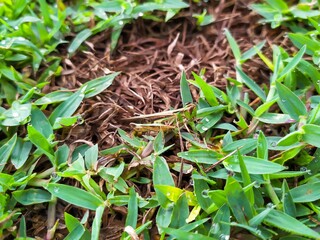 grasshopper camouflage on the grass