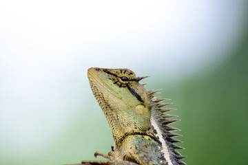 close green lizard on a branch