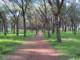 delicious walk through the forest trees grass shade tranquility