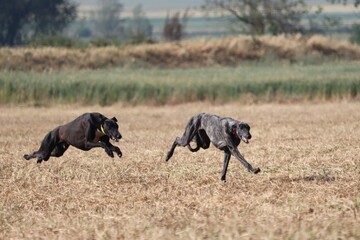 Fototapeta na wymiar Spanish greyhound dog race hare hunting speed delivers passion
