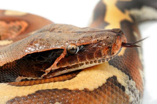 Brongersma's short-tailed python (Python brongersmai) on a white background