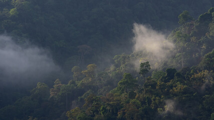 Fototapeta premium tropical forest landscape in the mist