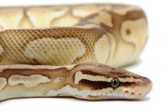 Ball python (Python regius) on a white background