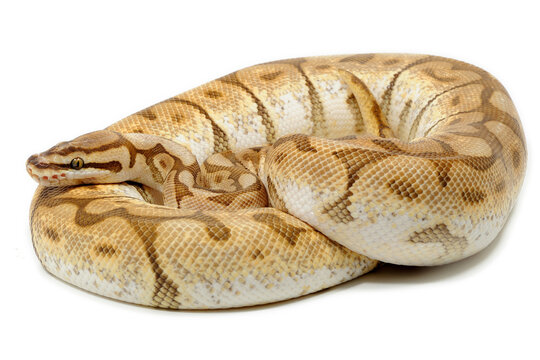 Ball python (Python regius) on a white background