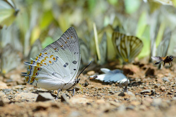 butterfly on the ground,It eating salt-lick near the stream  in the tropical evergreen rainforest.