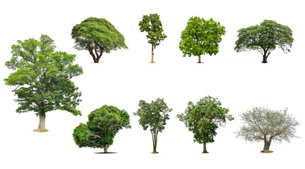 Fototapeta premium Collection of trees Isolated on white background, Exotic tropical tree for design.