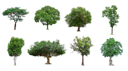 Fototapeta premium Collection of trees Isolated on white background, Exotic tropical tree for design.