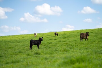 Cows in a field, grazing on pasture, in Australia