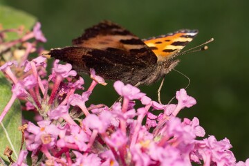 European peacock butterfly on flower