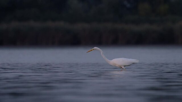 Great egret - ardea alba in the lake
