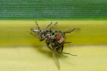 a spider is eating its prey that is a fly