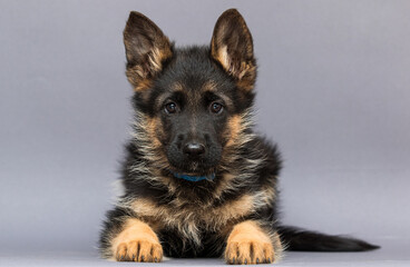 cute german shepherd puppy lies on gray background
