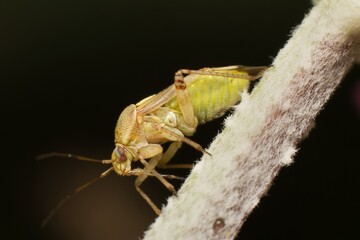 a close-up of lygus bug