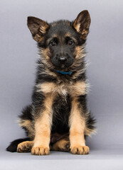 cute german shepherd puppy sitting on gray background