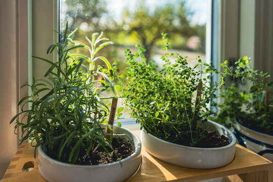 the herbs in the window