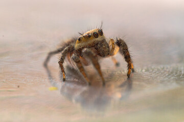 a spider is eating its prey that is a fly