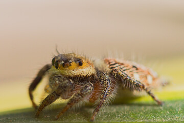 a spider is eating its prey that is a fly