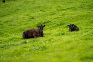 Cows in a field, grazing on pasture, in Australia
