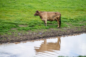 Cows in a field, grazing on pasture, in Australia