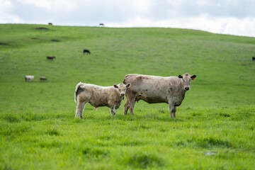 Cows in a field, grazing on pasture, in Australia