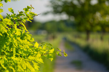 Oak Tree And Road In Evening Light, Germany