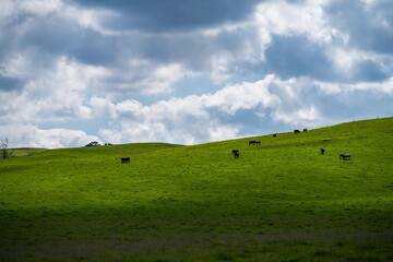 Close up of Stud Beef bulls, cows and calves grazing on grass and drinking milk.
