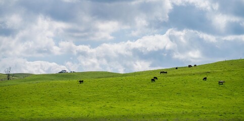 Close up of Stud Beef bulls, cows and calves grazing on grass and drinking milk.