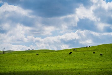 Close up of Stud Beef bulls, cows and calves grazing on grass and drinking milk.