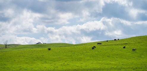 Cows in a field, grazing on pasture, in Australia