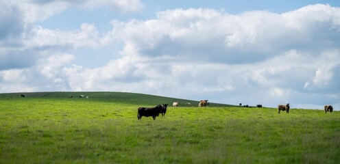 Cows in a field, grazing on pasture, in Australia