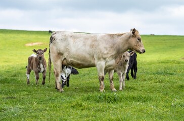 Cows in a field, grazing on pasture, in Australia