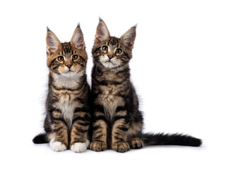 Two adorable Maine Coon cat kittens, sitting beside each other. Both looking towards camera. Isolated on white background.