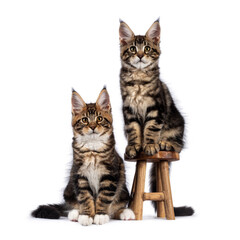 Two adorable Maine Coon cat kittens, sitting beside each other on and beside little wooden stool. Both looking towards camera. Isolated on white background.