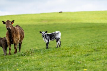 Beef cows and calves grazing on grass and pasture, Australia. eating hay and silage. breeds include...