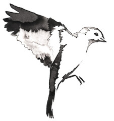 black and white monochrome painting with water and ink draw tit bird illustration