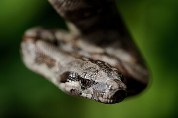 Baby peruvian long-tailed boa (Boa constrictor longicauda)